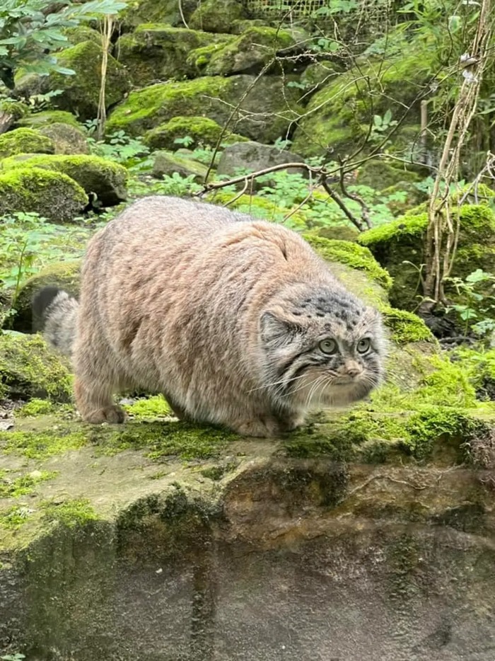 Фото взято <a href="https://pikabu.ru/story/s_dnyukhoy_12882463?u=https%3A%2F%2Fwww.instagram.com%2Fp%2FDLTuCgYh7m3%2F%3Fimg_index%3D7%26igsh%3DaXMxaW13Mm8zYWN6&t=%D0%BE%D1%82%D1%81%D1%8E%D0%B4%D0%B0&h=bcbda132a8dfbf7069f962f9fda14469ee05fd84" title="https://www.instagram.com/p/DLTuCgYh7m3/?img_index=7&igsh=aXMxaW13Mm8zYWN6" target="_blank" rel="nofollow noopener">отсюда</a> (Jose Slingerland)