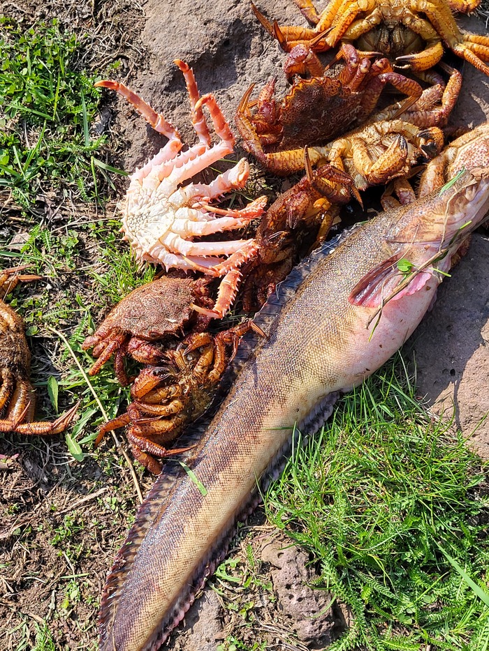 Небольшой улов, в основном пауки.