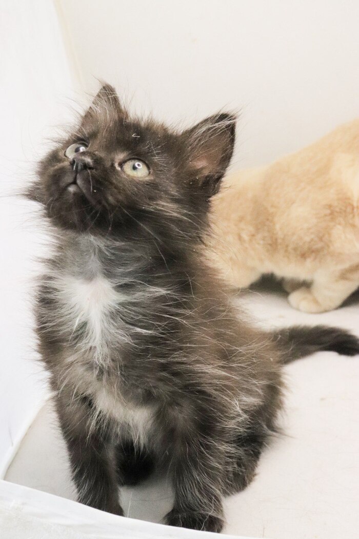 Котенок-домовенок Нафаня в добрые руки