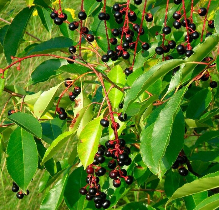 Я вам разрешаю это есть.