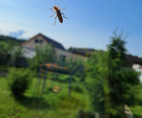  ������� ������� | ����������� ������ ����