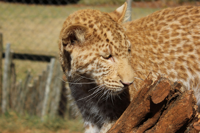 Мудрая веточка, поведай мне, почему я так сильно отличаюсь от своих братьев?