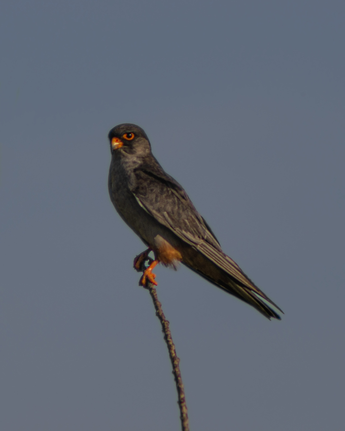 Амурский кобчик невозмутим