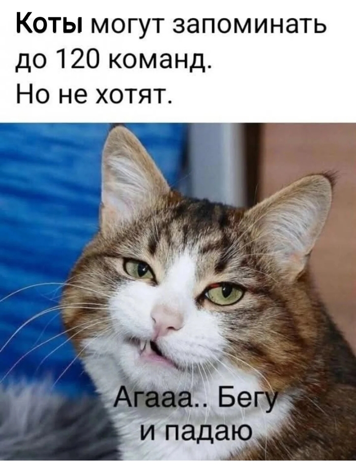    ,   , Telegram (), 