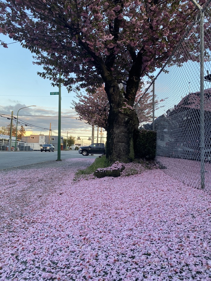 Засрали все своей сакурой