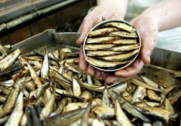 Шпроты укладывали в банки брюшками вверх – так было красивее