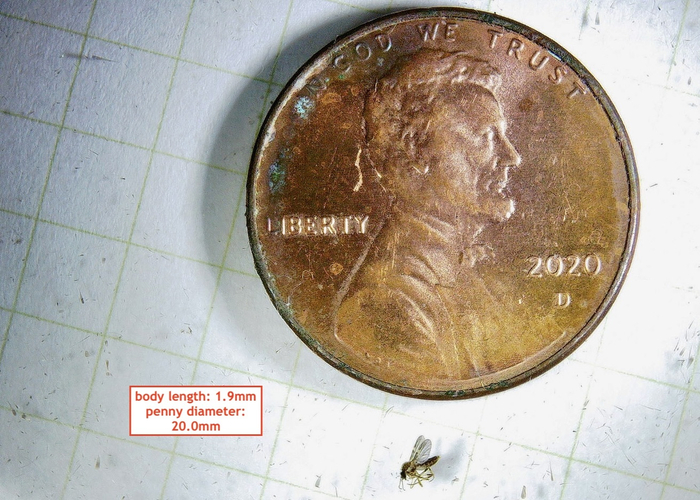 Эй, здоровяк, есть жвачка по рублю?