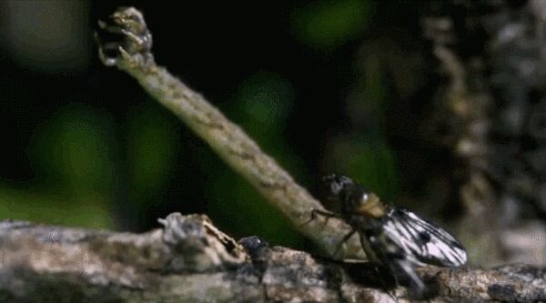   Eupithecia orichloris.       ,  , , , ,  , ,  ,   , , , , , 