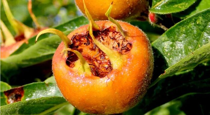 Плод мушмулы германской на дереве. Фото с сайта <!--noindex--><a href="https://pikabu.ru/story/fruktyi_mushmula_12907683?u=http%3A%2F%2Fgastronom.ru&t=gastronom.ru&h=b52f95d006a503bc7f73d3b04cca4224a1f8f4d3" title="http://gastronom.ru" target="_blank" rel="nofollow noopener">gastronom.ru</a><!--/noindex-->.