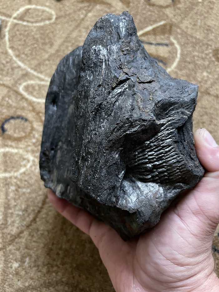 Присутствует отросток бывшей ветки.