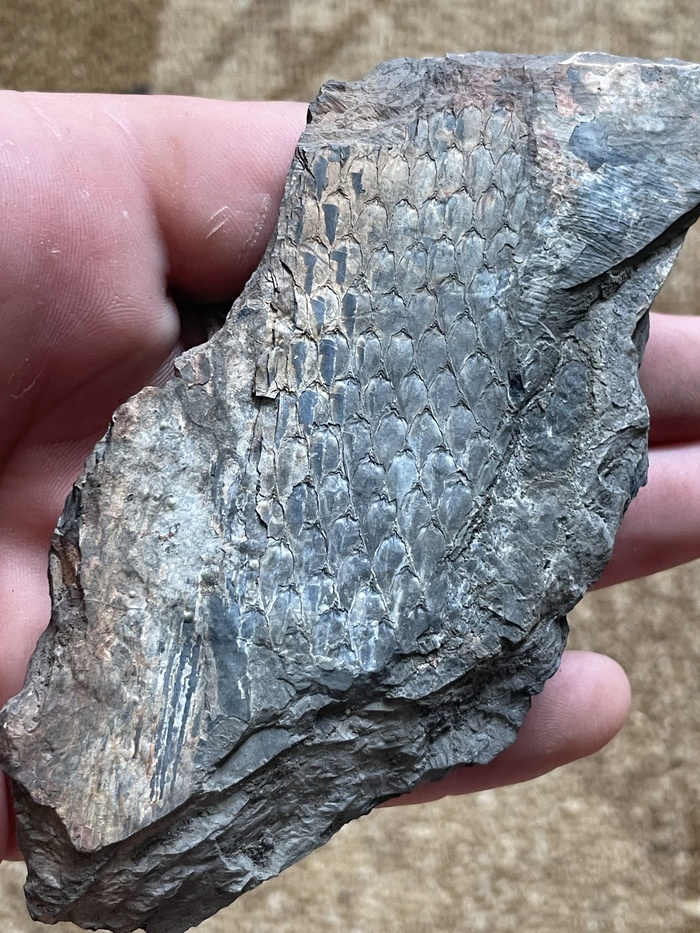 Отпечаток коры плауна Лепидодендрона.