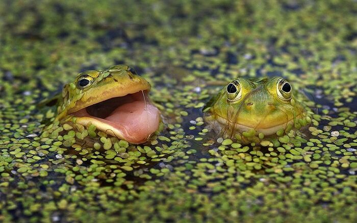      It Is Wednesday My Dudes, , , , 