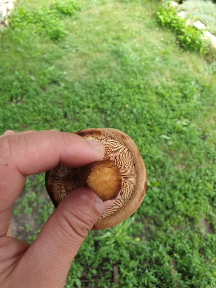    ,  , 