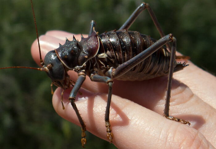 Acanthoplus discoidalis. -,    , , , , , ,  , , , , 