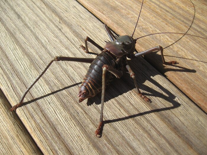 Acanthoplus discoidalis. -,  
