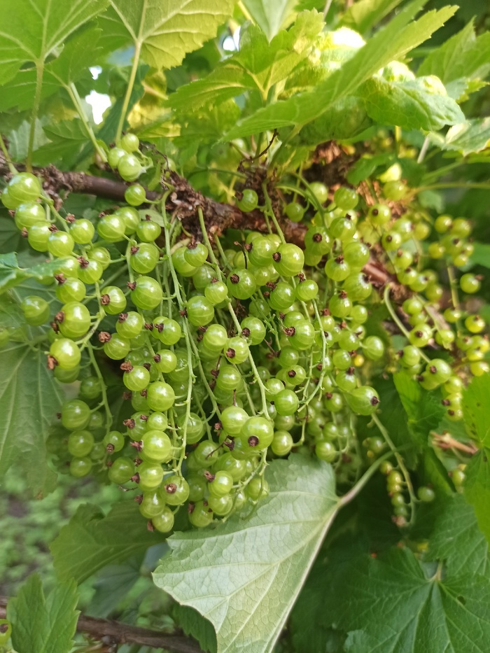 Красная смородина скоро созреет)