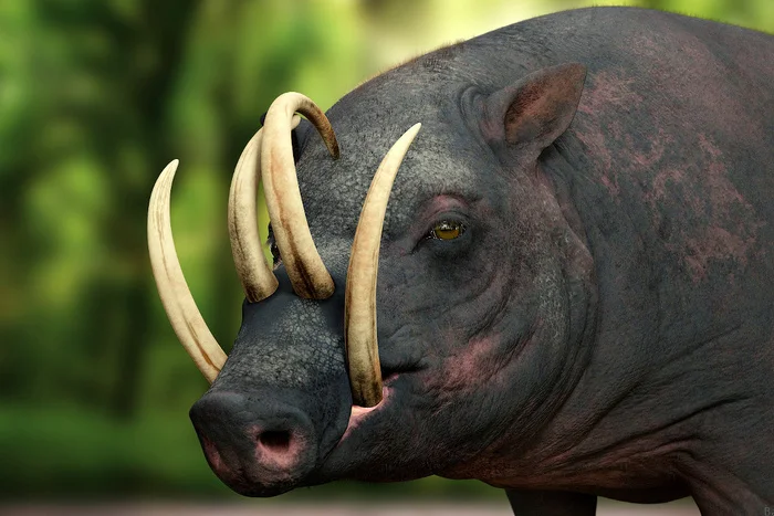 Медленное самоубийство для лентяев: клыки пробивающие собственный череп Редкий вид, В мире животных, Биология, Животные, Дикая природа, Длиннопост, Бабирусса Медленное самоубийство для лентяев: клыки пробивающие собственный череп Редкий вид, В мире животных, Биология, Животные, Дикая природа, Длиннопост, Бабирусса