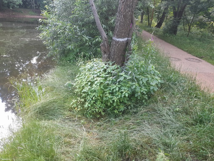 Локасинский пруд