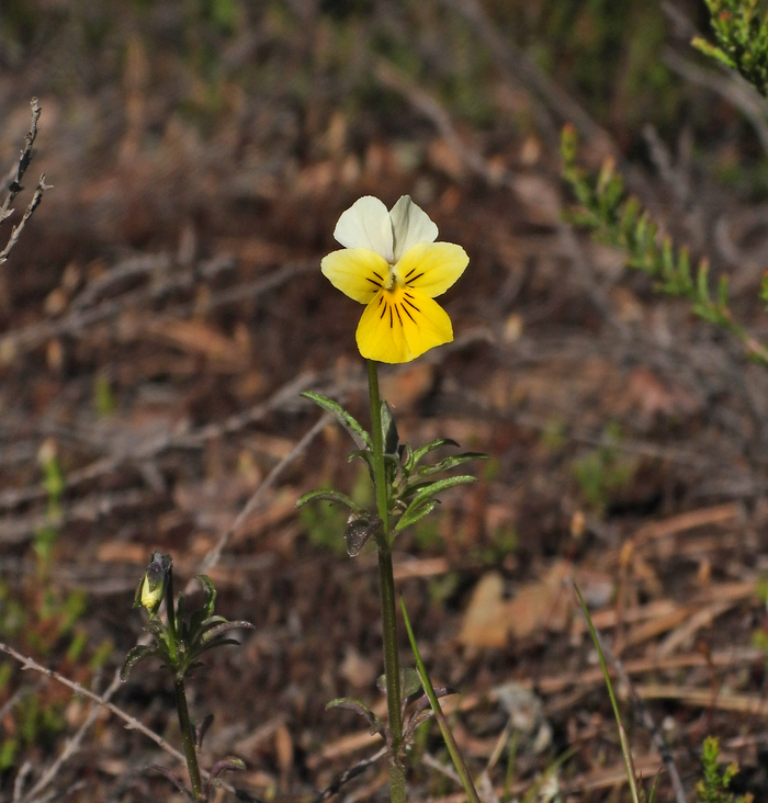 Карельский перешеек. Фото Л. Головневой.