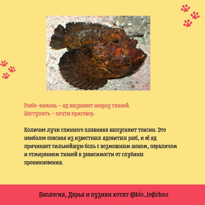   :          , , , Telegram (), 