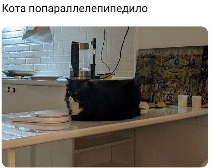 Бедный кот