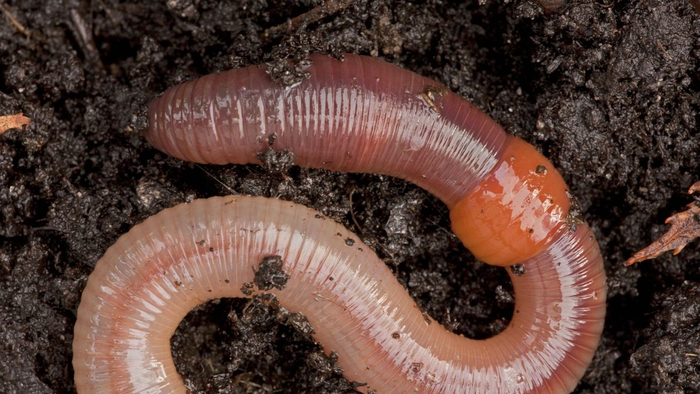 К любви и размножению готов! Поясок — орган размножения червей.