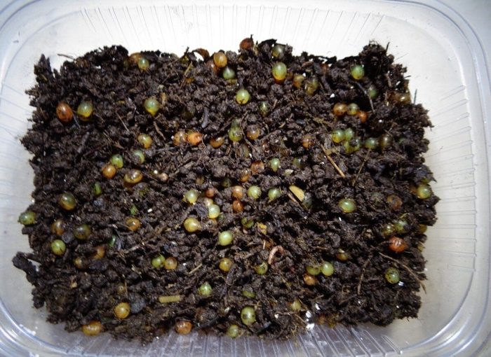 Коконы с дождевыми червячками даже на авито продаются!