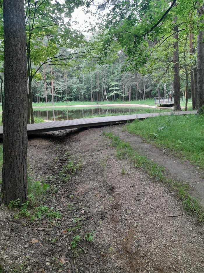 Лесной пруд