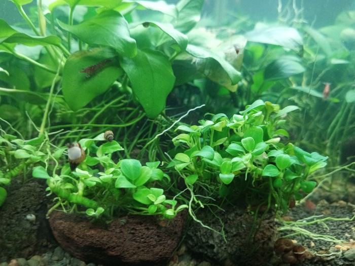 Креветки вишня.