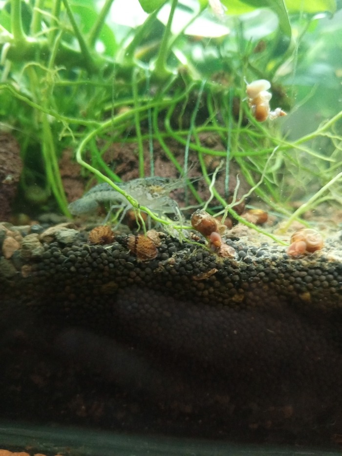 Рак мраморный