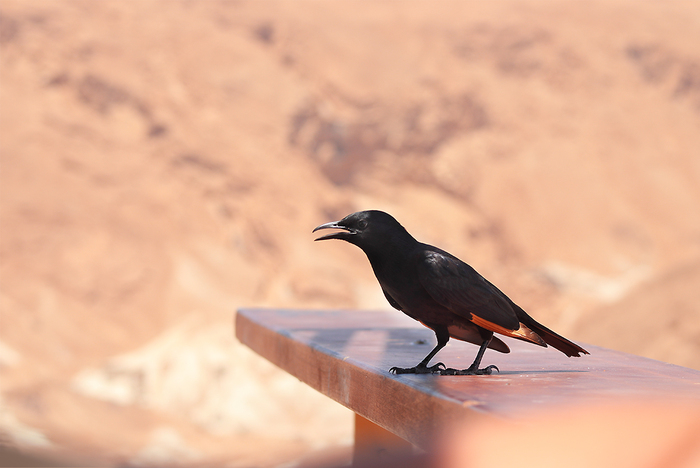 Тристрамов скворец