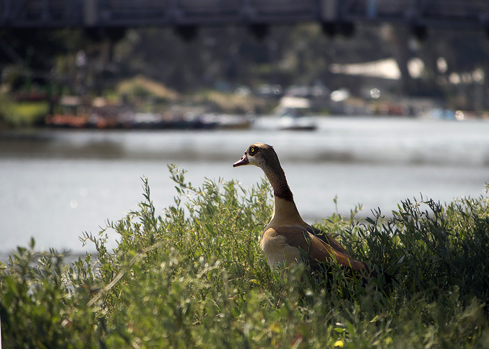 Нильский гусь