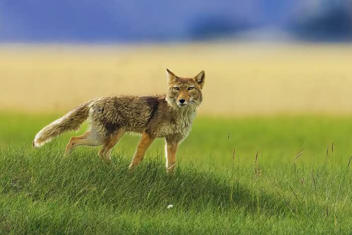 Тибетская лиса