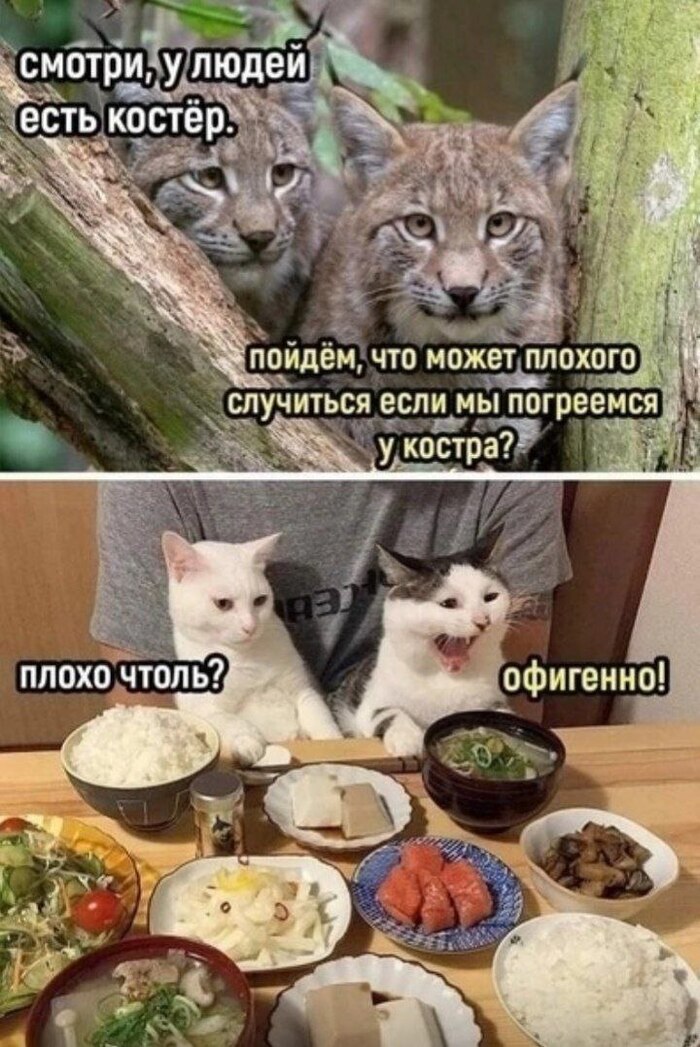 ���� ���������