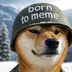 SirDogeDeWinter