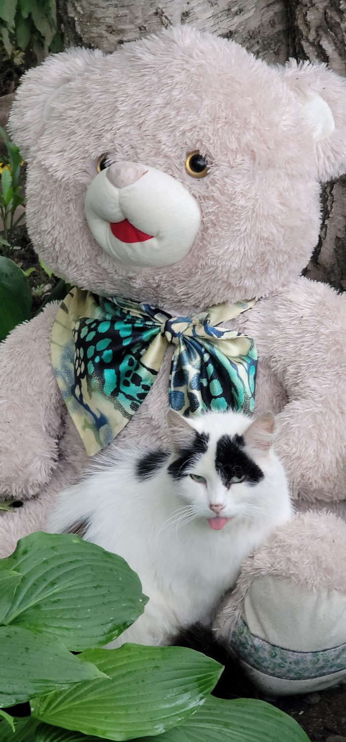 Ты можешь быть успешен, но кота с личным медведем тебе не переплюнуть