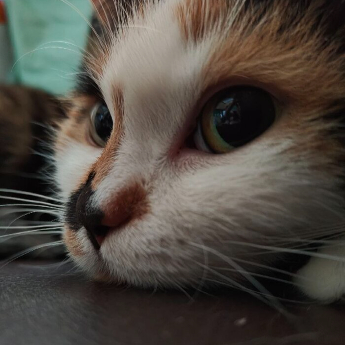 Шурочка нашла нас 7 лет назад