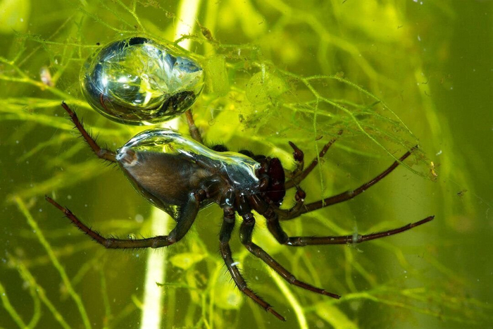 Кто-то строит замки из песка. А серебрянка строит дворцы из воздуха!