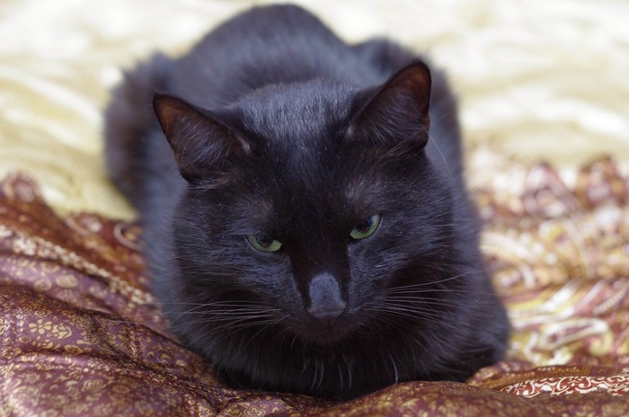 Черный кот- денежный мешочек