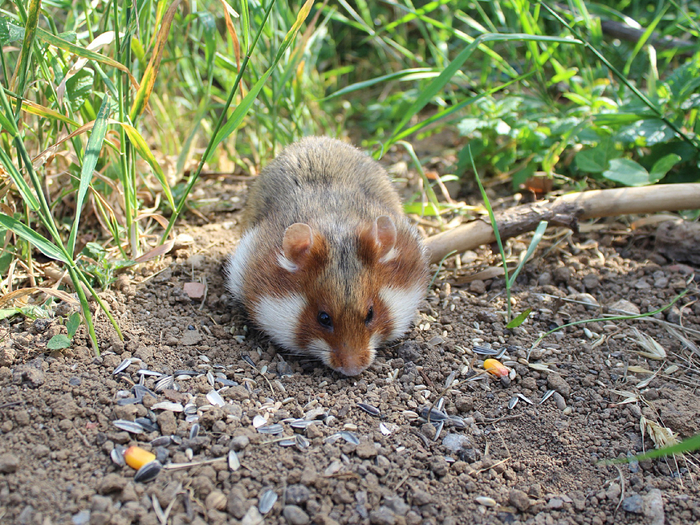          .        ,         .