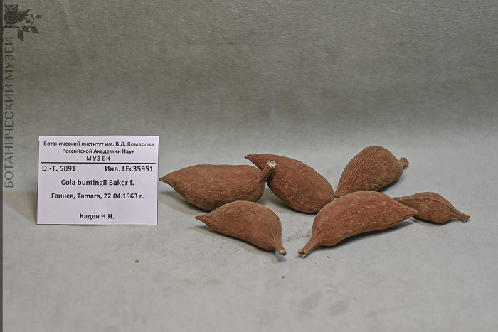 Плоды колы, Гвинея. Из фондов Ботанического музея БИН РАН.