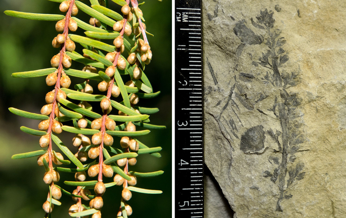      .     .    <!--noindex--><a href="https://pikabu.ru/story/derevya_metasekvoyya_12962634?u=http%3A%2F%2Ftreesandshrubsonline.org&t=treesandshrubsonline.org&h=4934cf8c22fa053177fa13f29110e1779973d488" title="http://treesandshrubsonline.org" target="_blank" rel="nofollow noopener">treesandshrubsonline.org</a><!--/noindex-->.