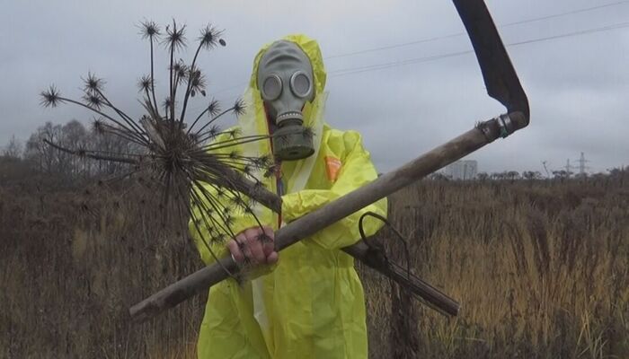 Трава, которая может убить. Борщевик Сосновского: Зеленый Апокалипсис