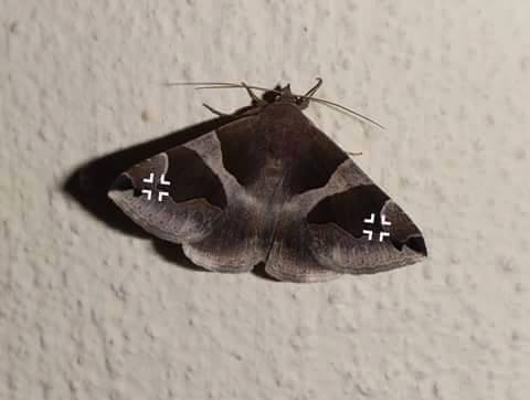 Luftwaffe ))