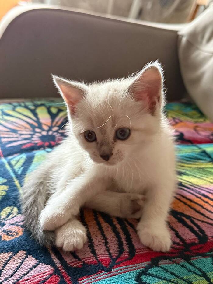 (" )_^.^_ (  ") ����