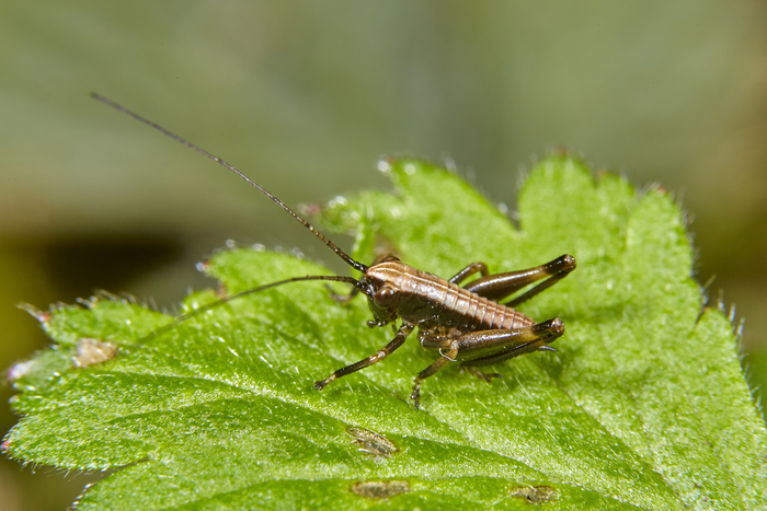  Pholidoptera griseoaptera -  .       :)))