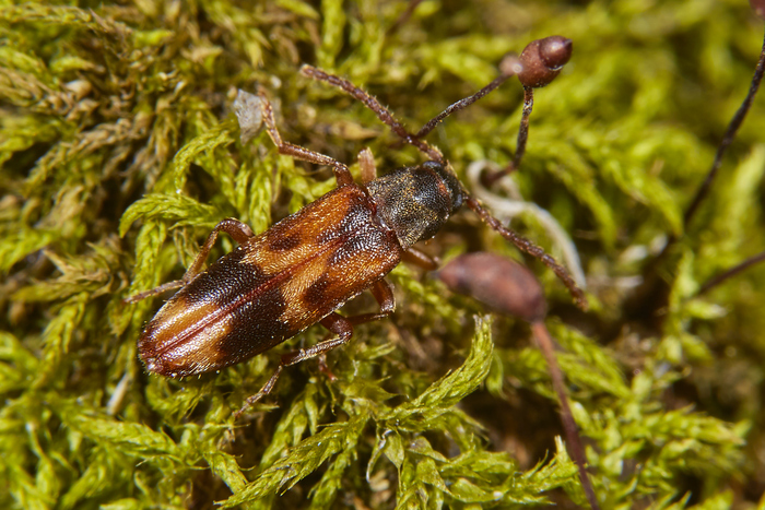   Hypulus quercinus.       .   .       (      =)