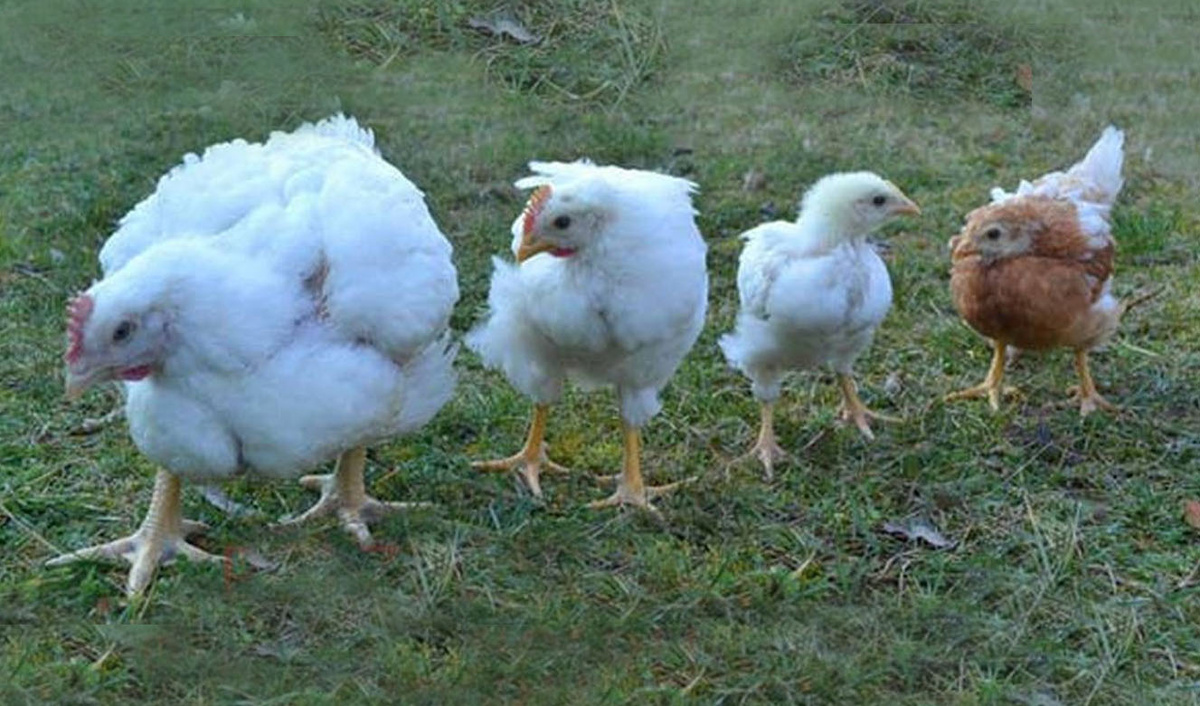Why can't broiler chicken eggs produce broiler chicks? How do they hatch? A poultry farming mystery. - Egg, Hen, Food, Pets, Animals, Wild animals, Zen, Yandex Zen, Yandex Zen (link), Longpost