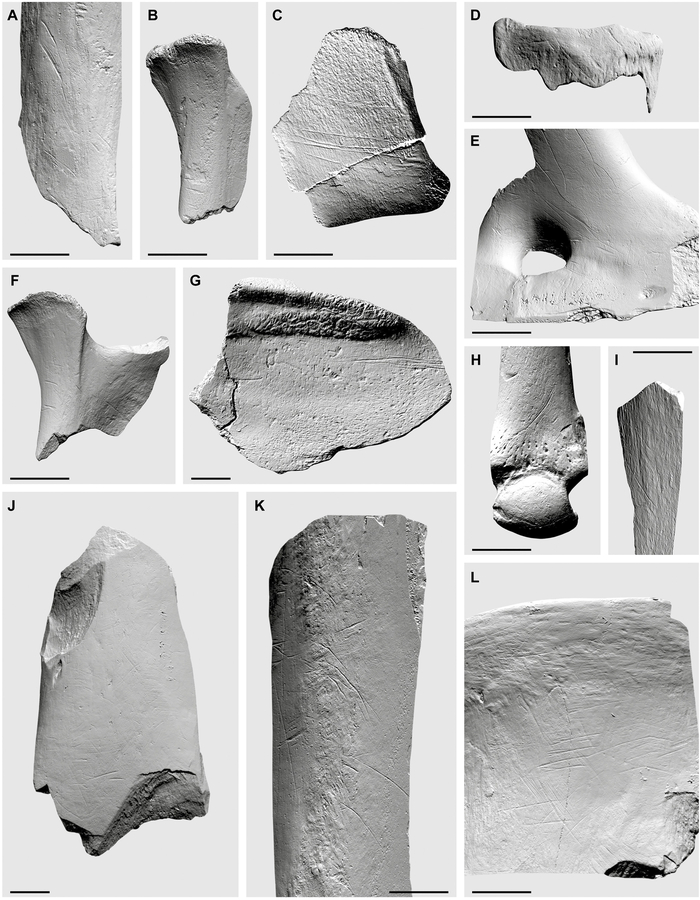 Костные фрагменты со следами разделки