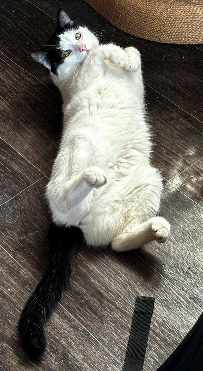 Peter! Kittens are looking for a home - cat, In good hands, Saint Petersburg, Shelter, Good league, Longpost